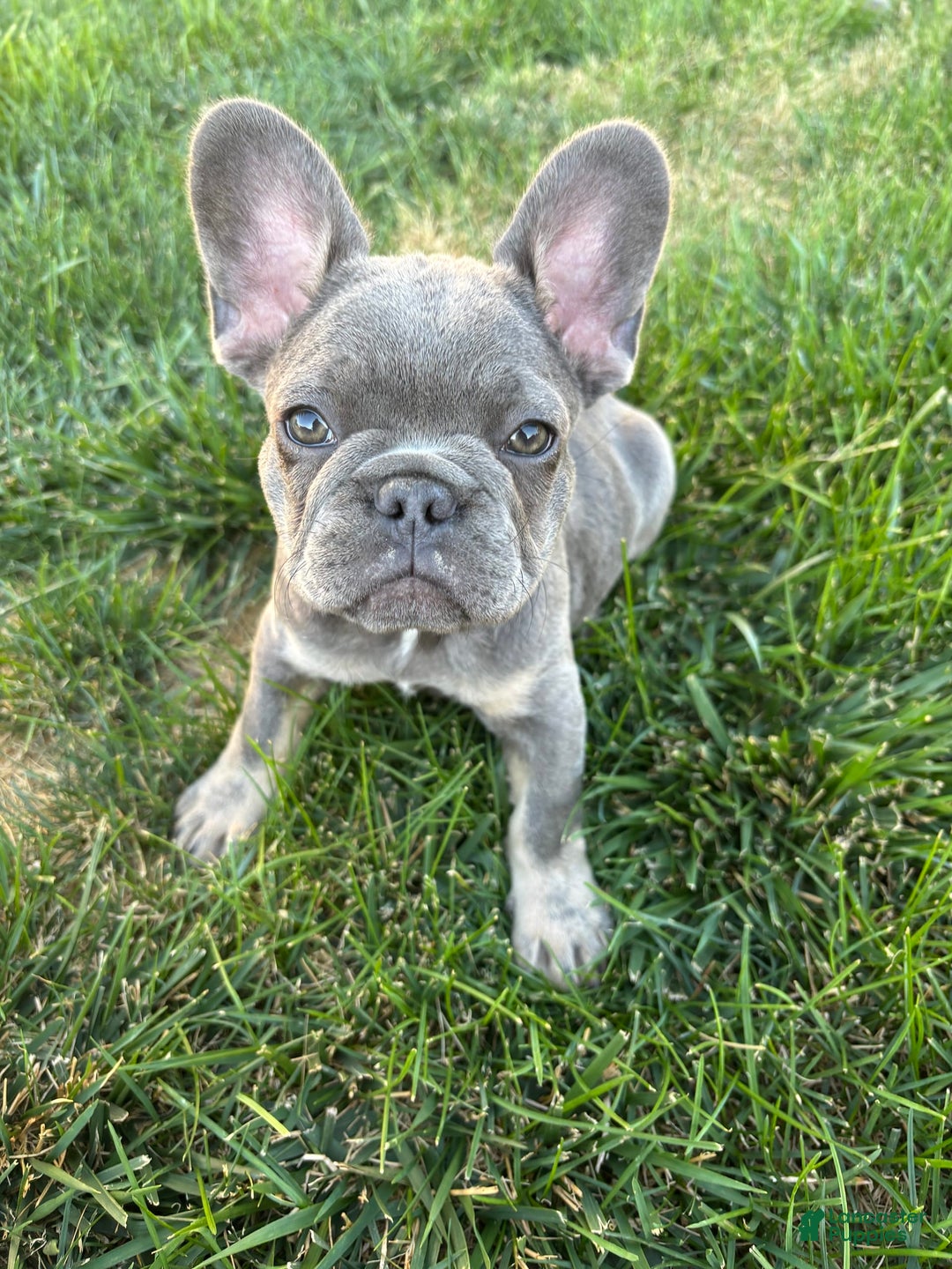 French Bulldog dogs for sale: Audi - Image 1