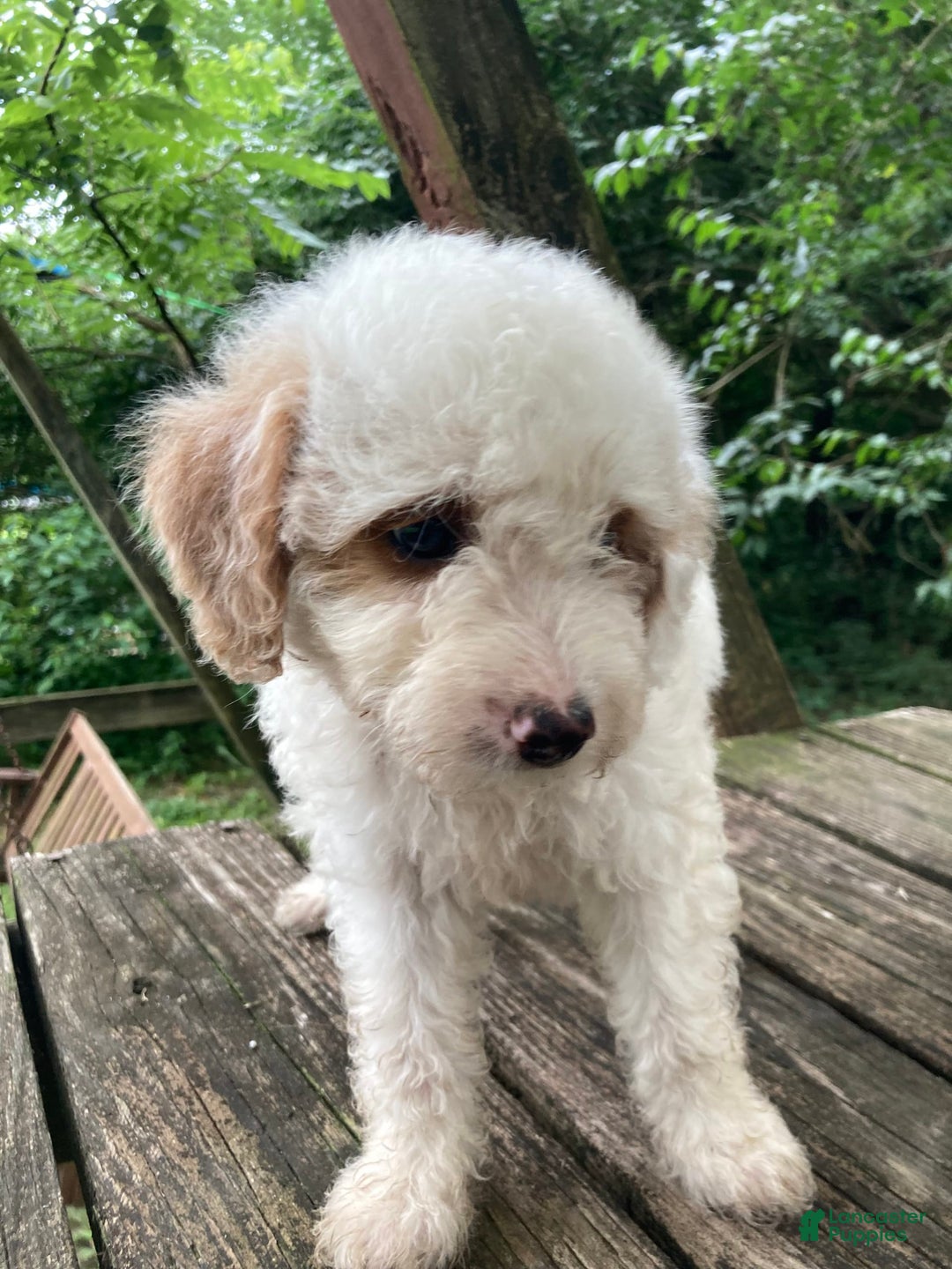 Miniature Poodle dogs for sale: Dexter - Image 24