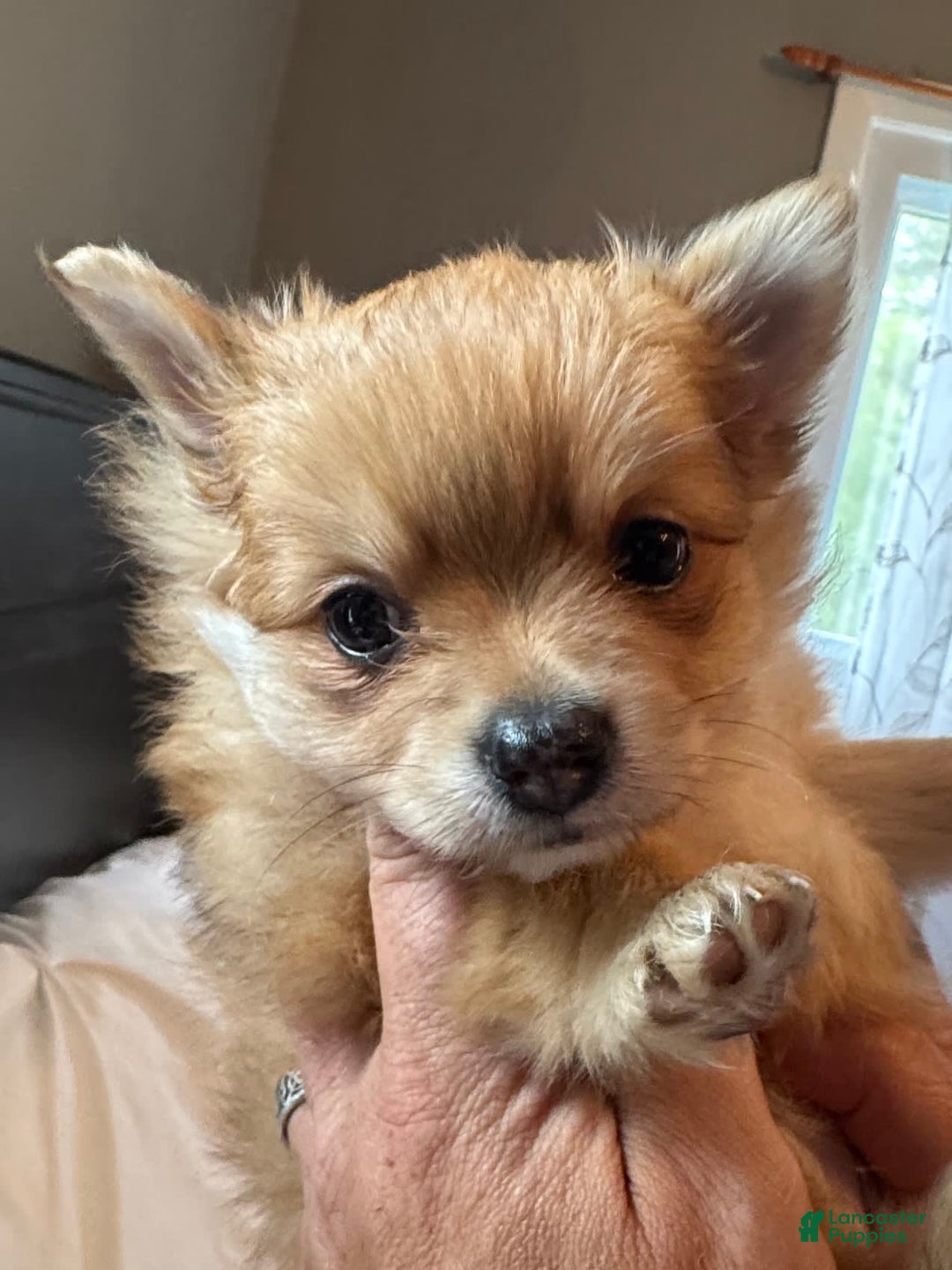 Pomeranian dogs for sale: Jill - Image 8