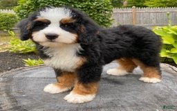 Mini Bernedoodle dogs for sale: 💛 Boston Ma 💛 Mini Bernedoodle - Image 9