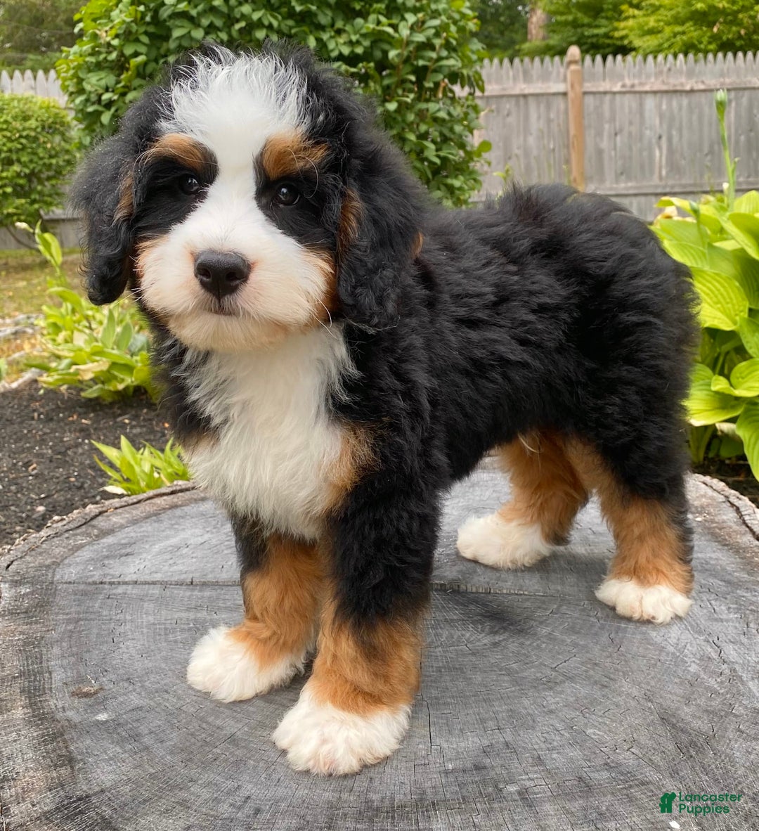 Mini Bernedoodle dogs for sale: 💛 Boston Ma 💛 Mini Bernedoodle - Image 9
