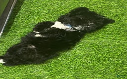 Shorkie dogs for sale: Ace - Image 2