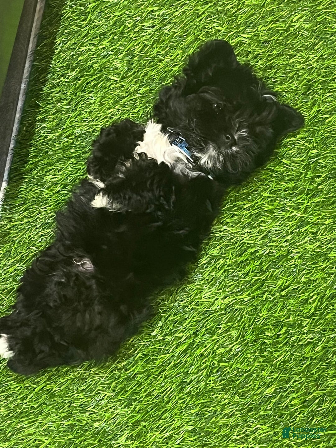 Shorkie dogs for sale: Ace - Image 2