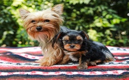 Yorkshire Terrier dogs for sale: Olivia Teacup - Image 3