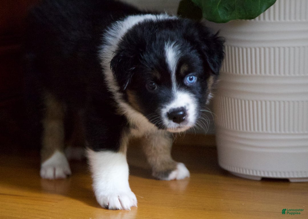 Australian Shepherd dogs for sale: Grape - Image 3