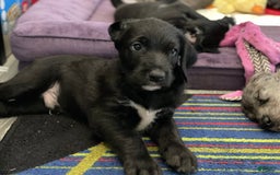 Great Dane dogs for sale: Raven - Image 6