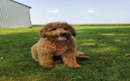 Mini Goldendoodle dogs for sale: Milo F1b - Image 46