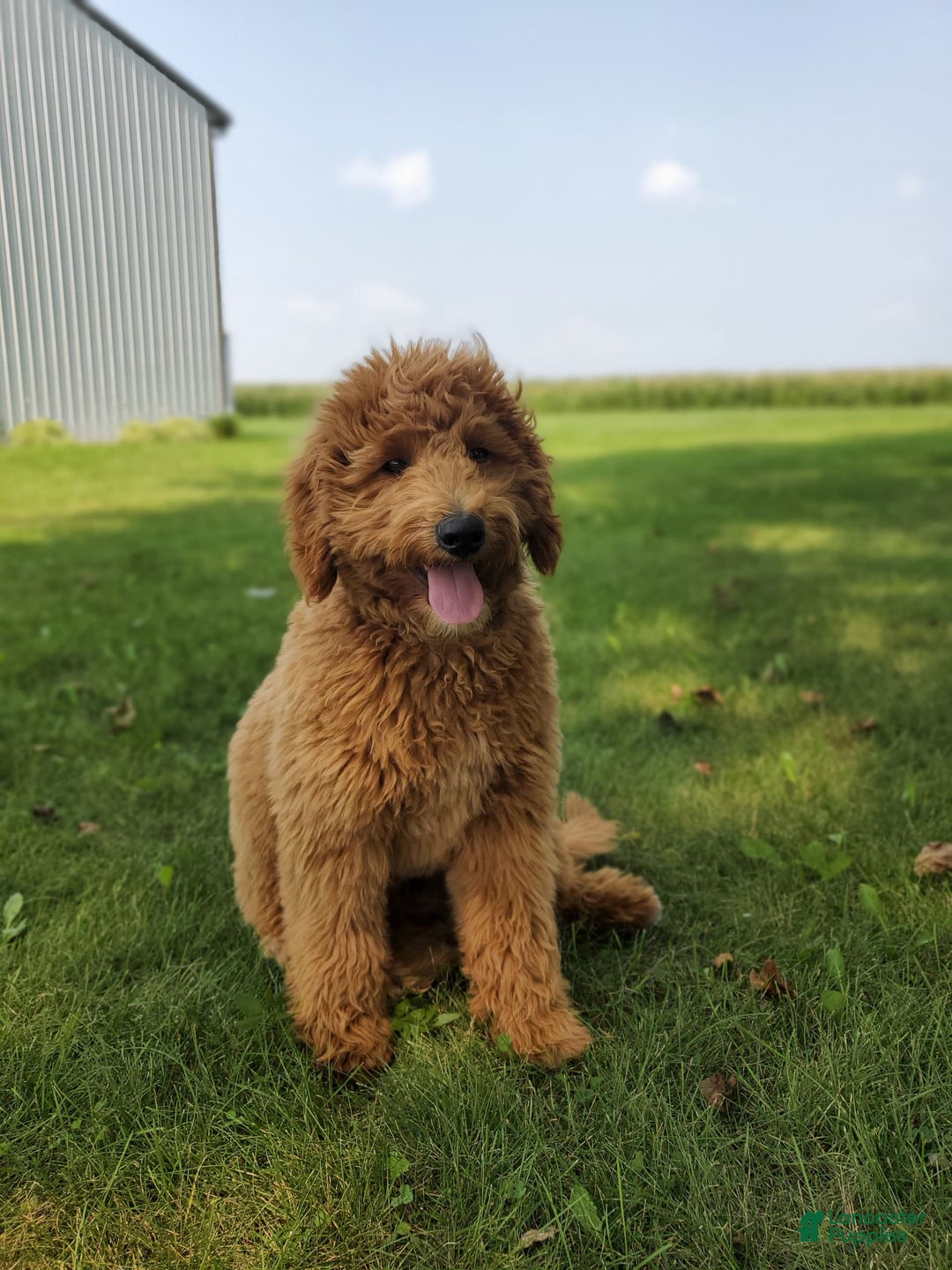 Mini Goldendoodle dogs for sale: Milo F1b - Image 46