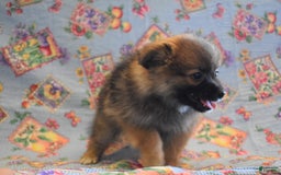 Pomeranian dogs for sale: Kelly - Image 5