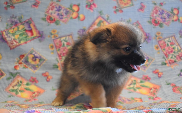 Pomeranian dogs - Advert 38