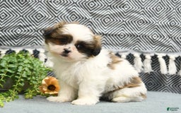 Shihpoo dogs for sale: Moose - Image 5