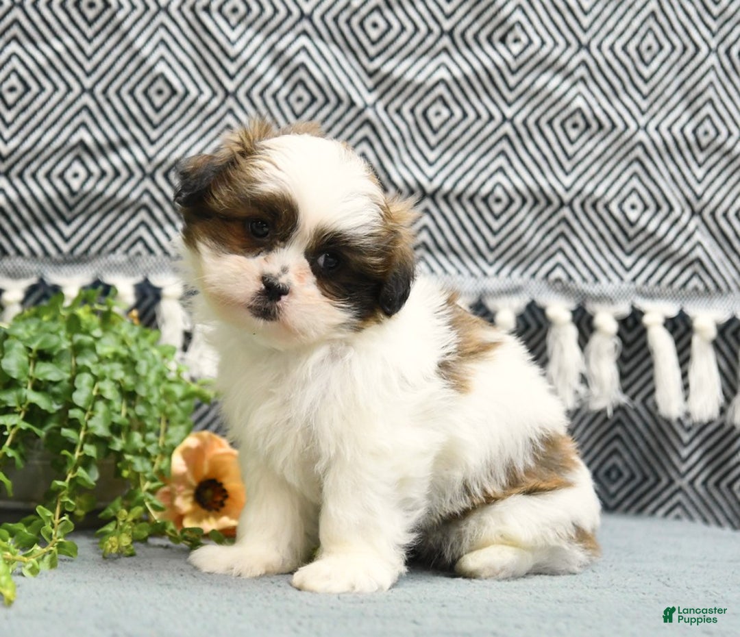 Shihpoo dogs for sale: Moose - Image 5