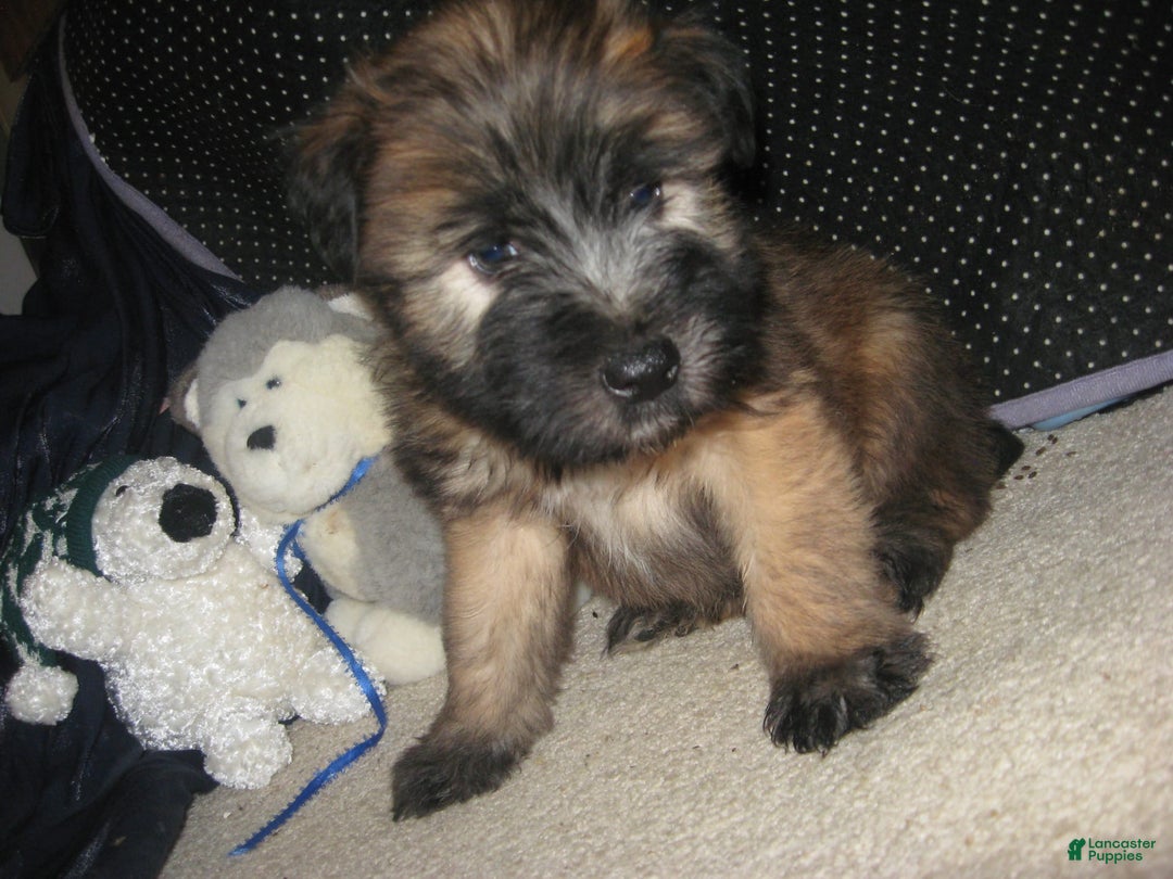 Soft Coated Wheaten Terrier dogs for sale: Dakota - Image 2