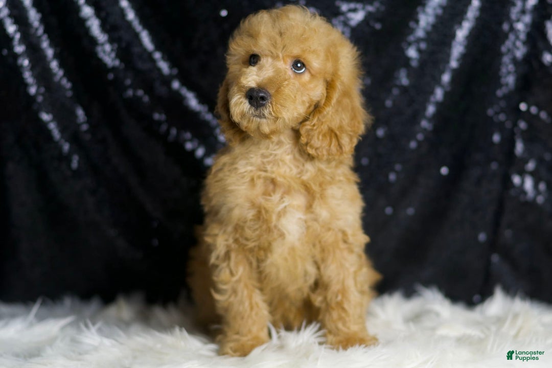 Mini Goldendoodle dogs for sale: Oxford - Image 2