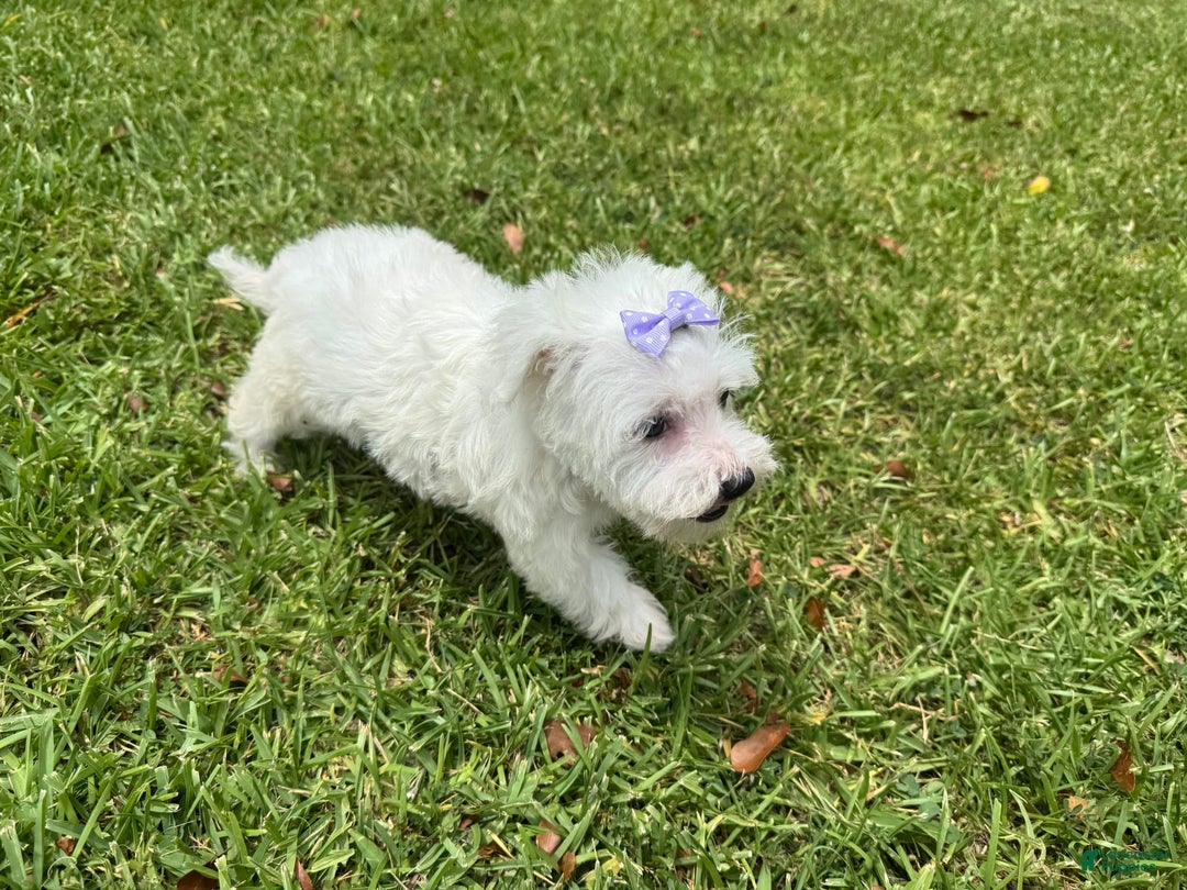 Maltese dogs for sale: Bella - Image 7