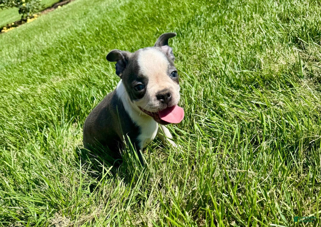 Boston Terrier dogs for sale: Lisa - Image 5