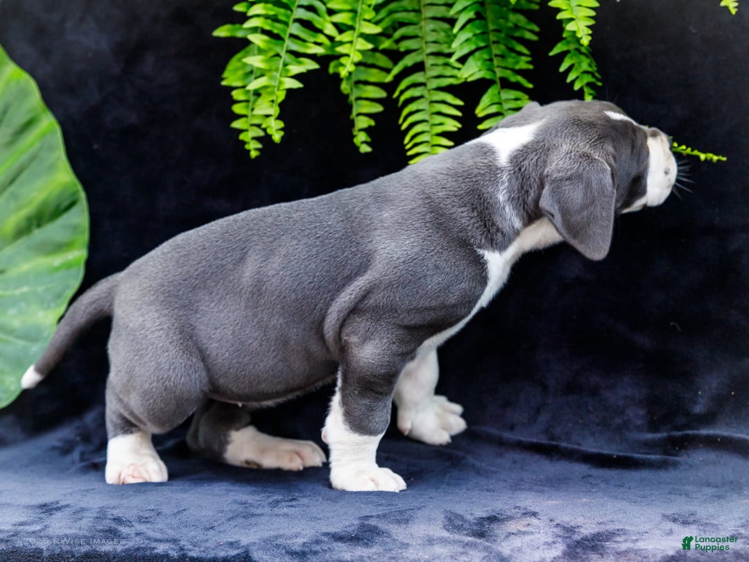 Great Dane dogs for sale: Missy - Image 26