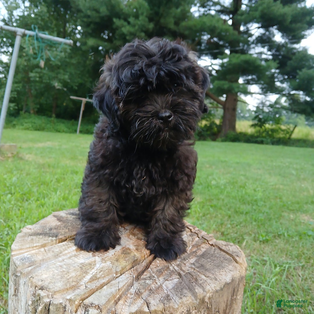 Shihpoo dogs for sale: Cheyenne - Image 1