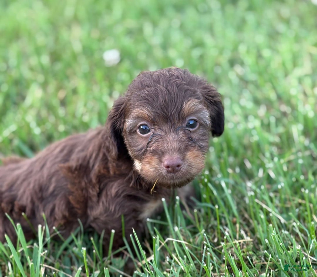 Aussiedoodle dogs for sale: Atlas - Image 4