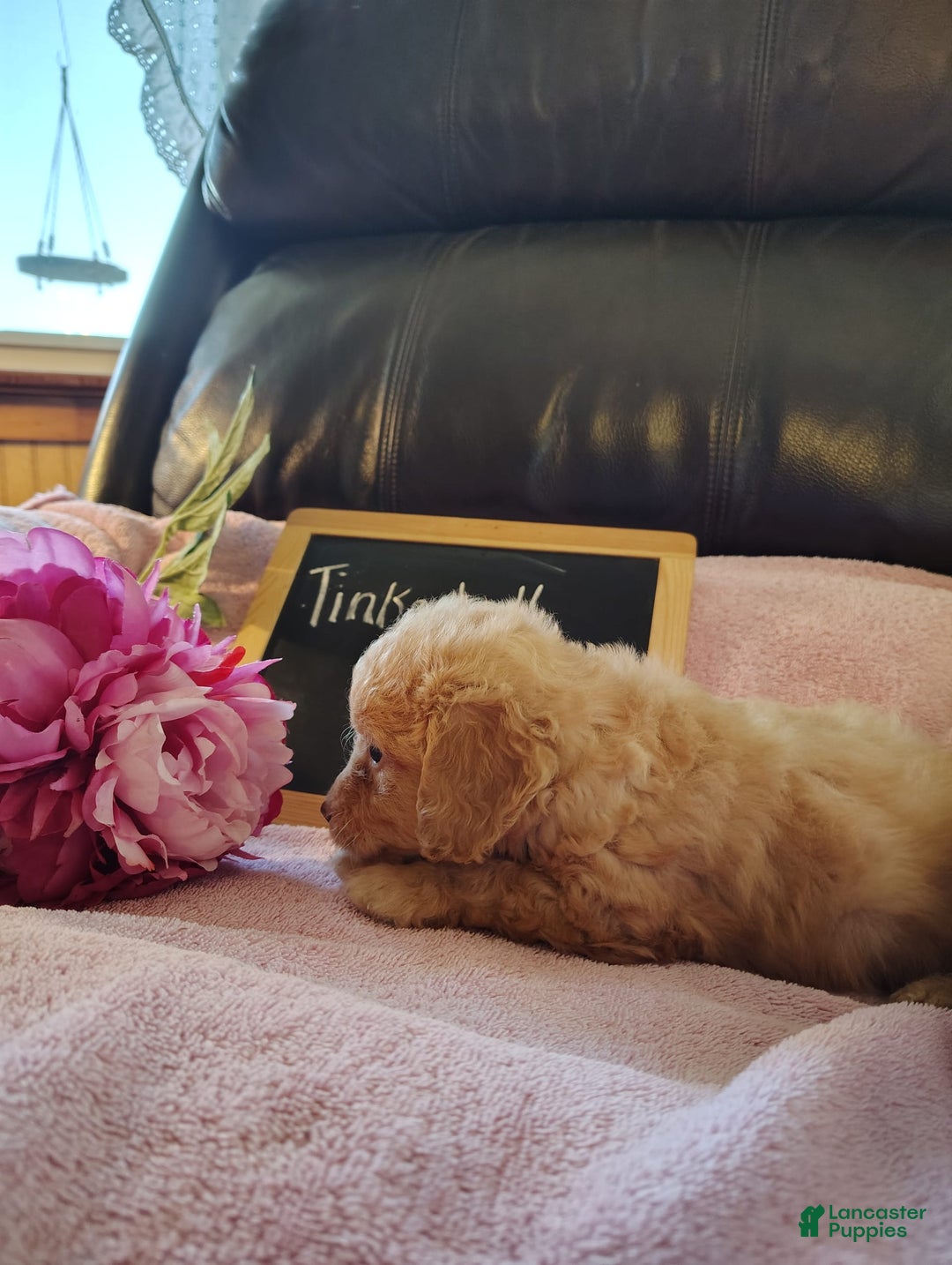 Mini Goldendoodle dogs for sale: Tinkerbell - Image 4