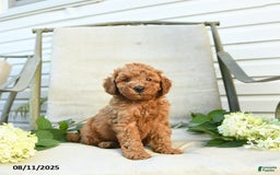 Mini Goldendoodle dogs for sale: Jason - Image 4