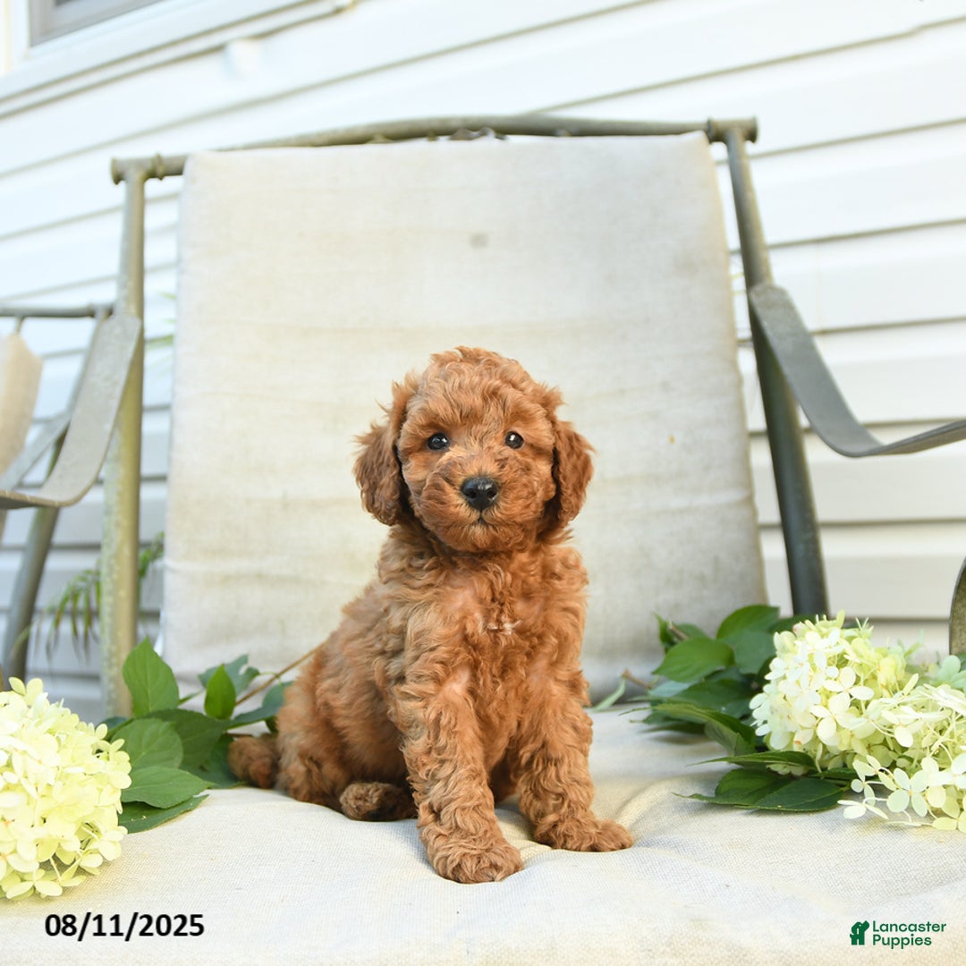 Mini Goldendoodle dogs for sale: Jason - Image 4