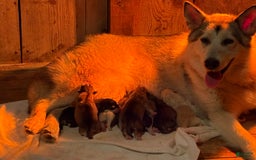 Alaskan Malamute dogs for sale: Maxine Puppies - Image 7