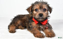 Yochon dogs for sale: Koda - Image 3