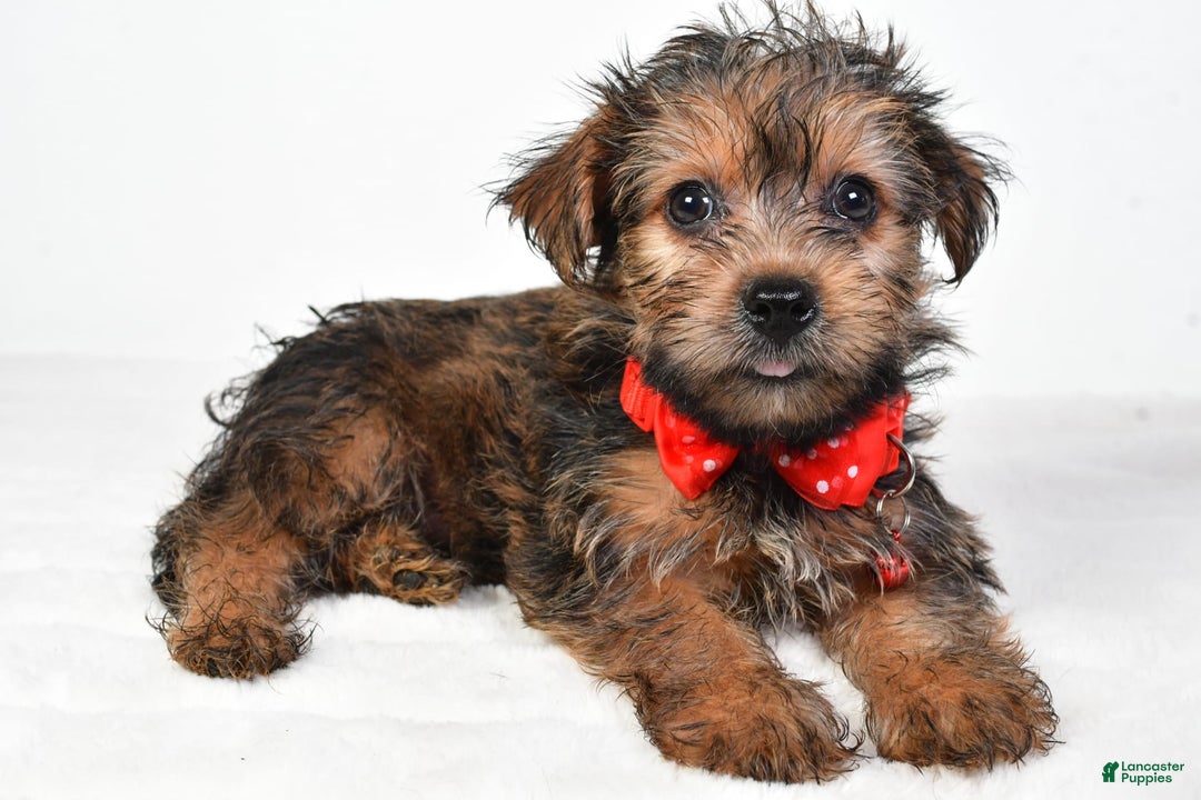 Yochon dogs for sale: Koda - Image 3