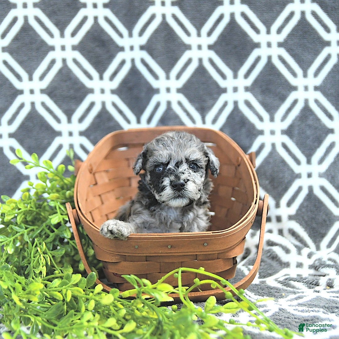Mini Goldendoodle dogs for sale: Khloe - Image 3