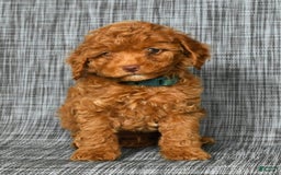 Cavapoo dogs for sale: Benji - Image 6