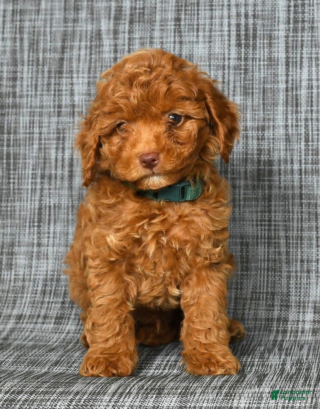 Cavapoo dogs for sale: Benji - Image 6