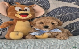 Maltipoo dogs for sale: Abbey - Image 3