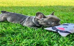 French Bulldog dogs for sale: Bailey - Image 3