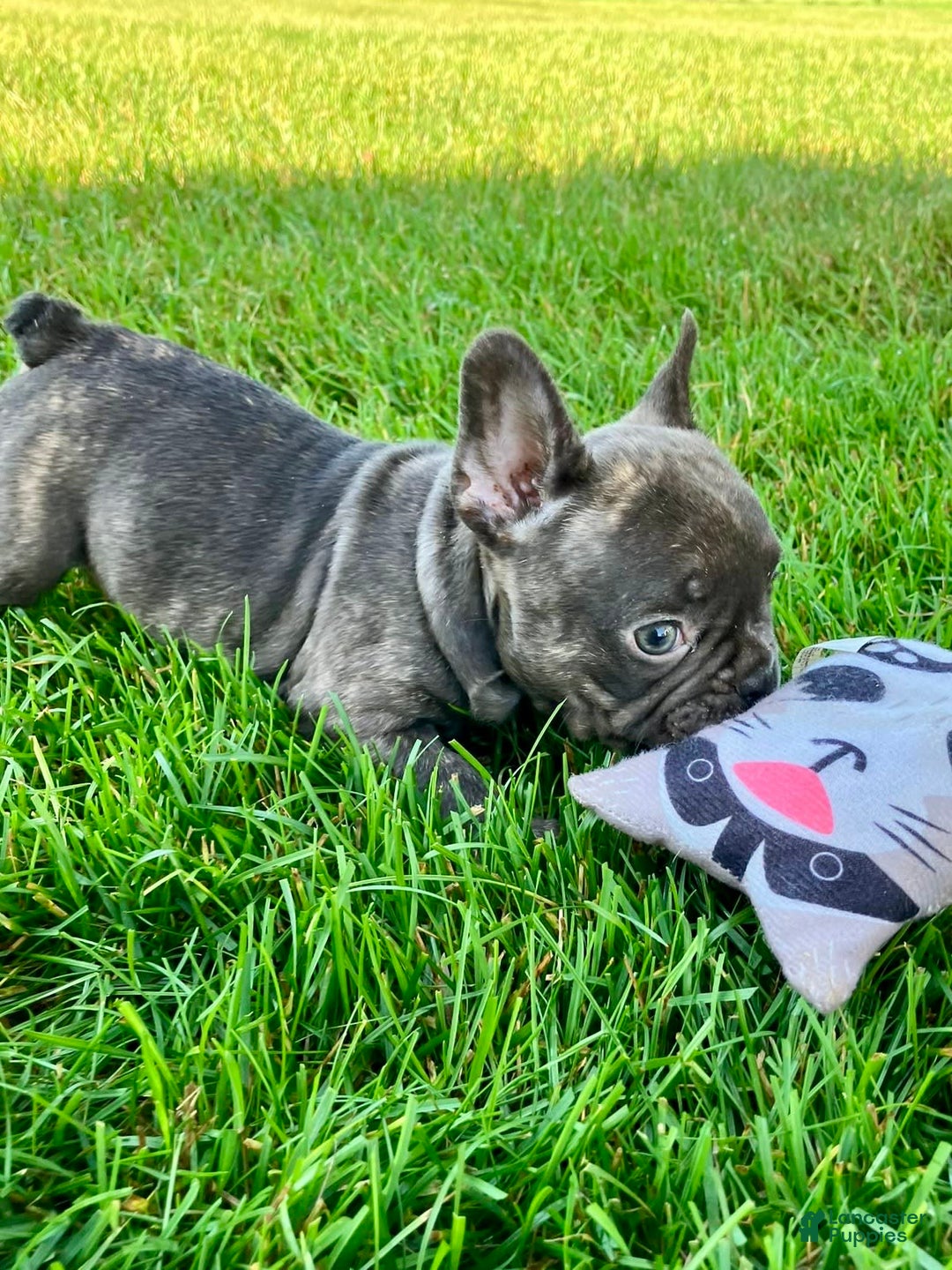 French Bulldog dogs for sale: Bailey - Image 3