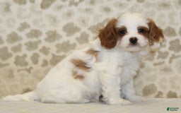 Cavapoo dogs for sale: Skip - Image 6