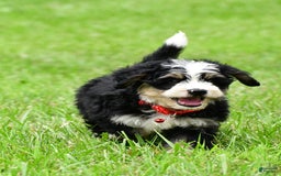 Mini Bernedoodle dogs for sale: Jay - Image 6