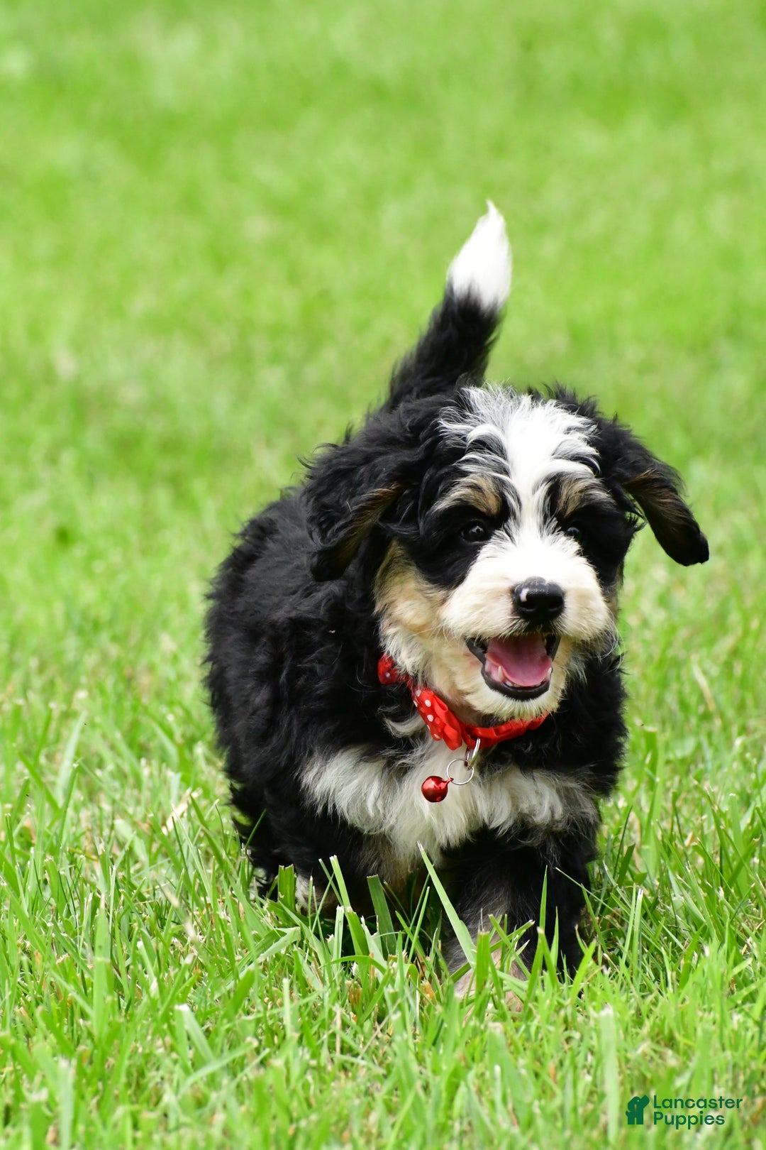 Mini Bernedoodle dogs for sale: Jay - Image 6