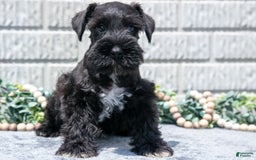Miniature Schnauzer dogs for sale: Randy - Image 1
