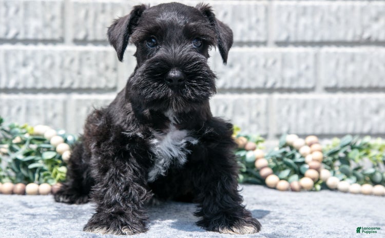 Miniature Schnauzer dogs for sale - Ad 3