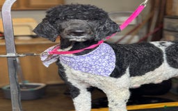Standard Poodle dogs for sale: Freddie - Image 7