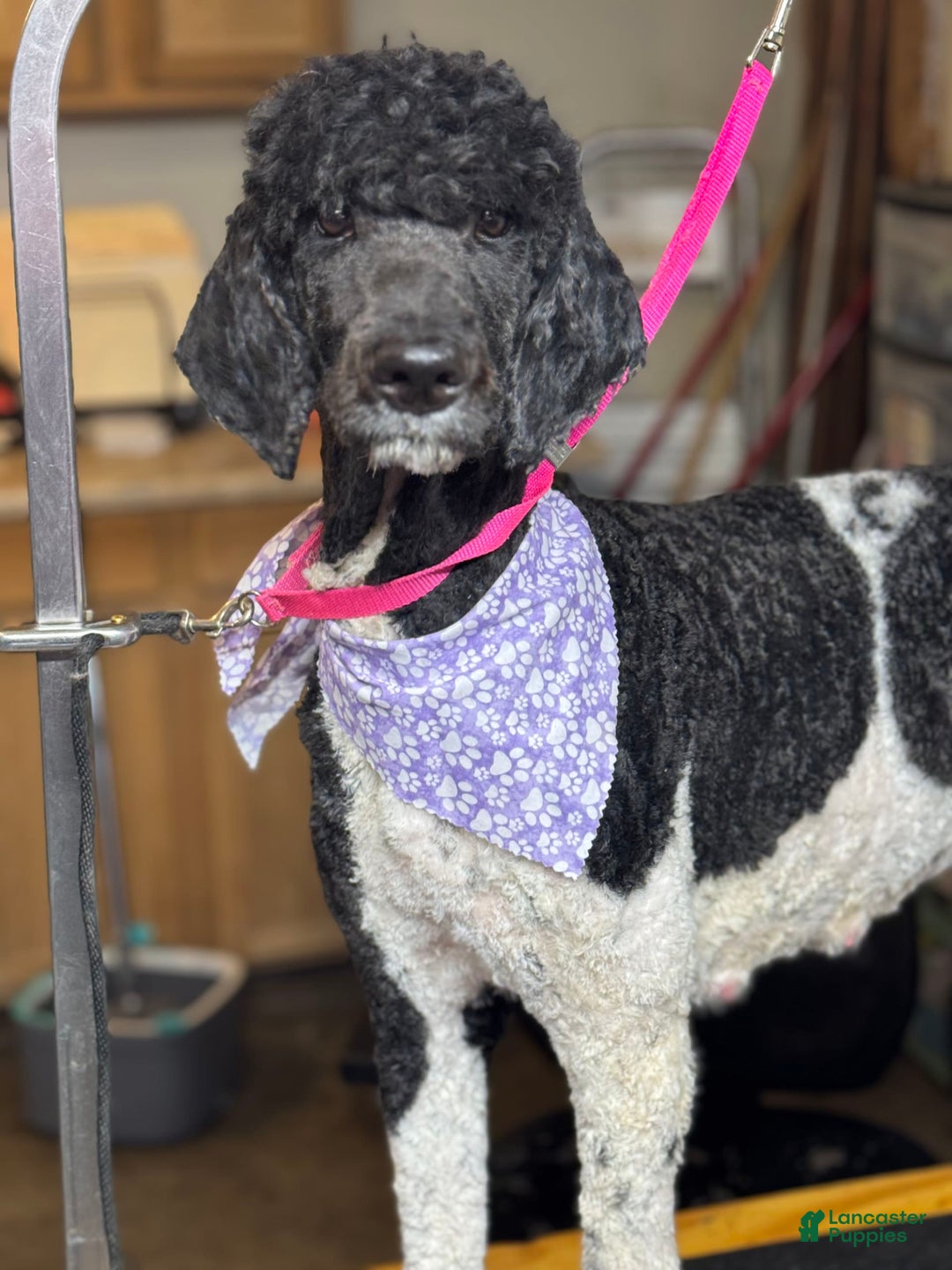 Standard Poodle dogs for sale: Freddie - Image 7