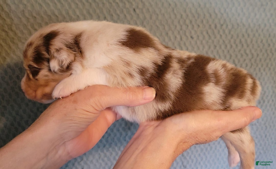 Australian Shepherd dogs for sale: Red Merle Female - Image 4