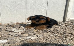 Yorkshire Terrier dogs for sale: Malcolm - Image 3