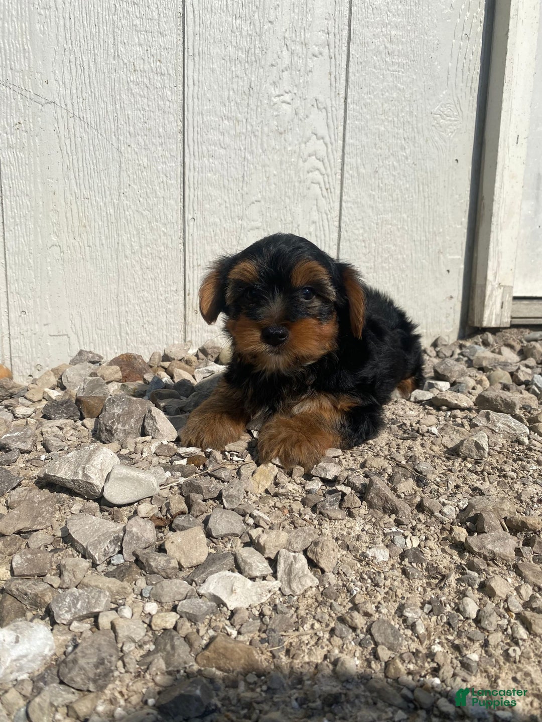 Yorkshire Terrier dogs for sale: Malcolm - Image 3