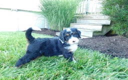 Mini Bernedoodle dogs for sale: Rio - Image 4