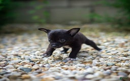 Pomchi dogs for sale: Batty - Image 11