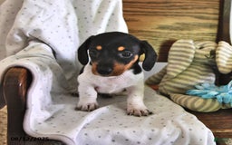 Miniature Dachshund dogs for sale: Tinker - Image 1