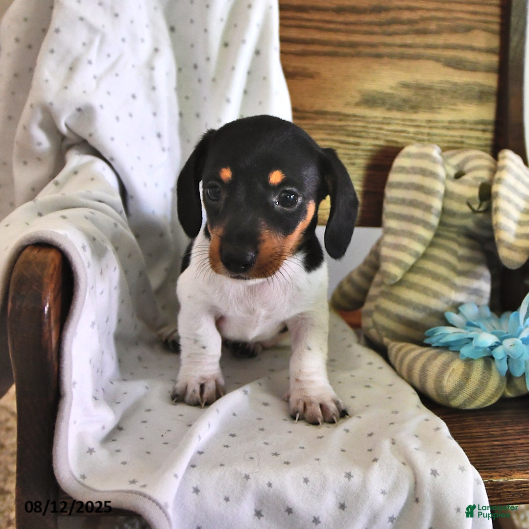 Miniature Dachshund dogs for sale: Tinker - Image 1
