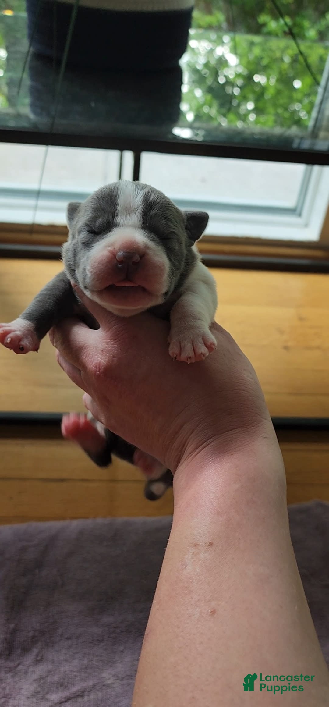 American Bully dogs for sale: Nova - Image 13